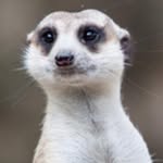 Lara Harrison - @the6meerkats - Instagram