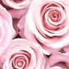 Lara Herbert - @folllowforfollow567 - TikTok