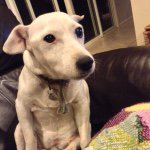 Lara Johnston - @save._.our._.dogs - Instagram
