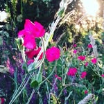 Lara Kalafatis Photography - @lkcameraface - Instagram