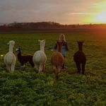 Lara Kern - @the_coolest_alpacas - Instagram