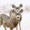 lara_kirkwd - @lara_kirkwd - TikTok