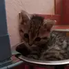 Lara - @lara_lam08 - TikTok