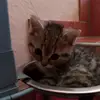 Lara.lam08 - @simba55.5 - TikTok
