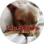 Lara Leone - @klabaus_caninedaycare - Instagram