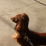 Lara Monroe - @noe.dogwalkers - Instagram