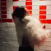 Lara - @larapopescu_ - TikTok