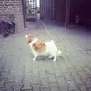lara power - @bjorn.buis.66 - TikTok