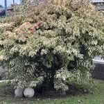 suleica lara santamaria barria - @suleicalarasantamaria - Instagram