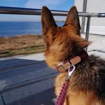 lara - @lara_germ.shepherd - Instagram