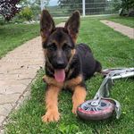 Lara - @lara_shepherd_ - Instagram