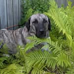 Lara the Anatolian Shepherd - @lara_the_anatolian_shepherd - Instagram