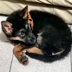 Lara The German Shepherd🐶 - @larathegermansheperd - Instagram