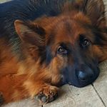 LARA🐶#germany#shepherd# - @lara_24_04_2014 - Instagram