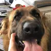 Owczarek lara🐾🌻 - @german_shepherd.lara - TikTok