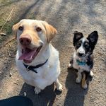 Lara & Sookie Sutherland - @itsa_doggoslife - Instagram