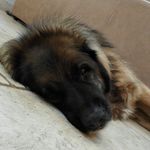 LaraTanner - @simba_the_simba - Instagram