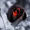 Lara Willis - @user084496647 - TikTok