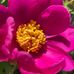 Laurie Yoast - Facebook