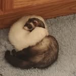 Laraine Bennett - @ferretlady.bennett - Instagram