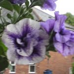 Lorraine Bennett - @lorraine.bennett.798 - Instagram