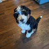 Larisa Baker - @bernedoodlelove1 - TikTok