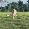 Larissa Barlow - @just.sum.random2 - TikTok