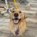 Larissa Duffy 🐶 - @duffys.fluffys - Instagram