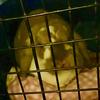 larissa.fleming1 - @larissa2animallove - TikTok
