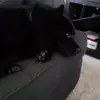 Larissathedoglover - @larissavaughan3 - TikTok