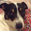 Lizzylovesdogs - @larissathedoglover - TikTok