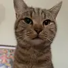 larissa🫶 - @larissa__holmes - TikTok
