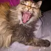 Larissa Johnston - @catalina19723 - TikTok