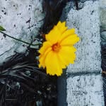 larissalotto - @lari_natureza - Instagram