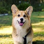 Laron Lee - @mayoisvegan - Instagram