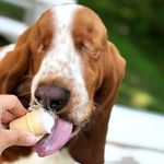 Larry Walter - @larrywalterbasset - Instagram