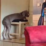 Larry - @larry_bauer - Instagram