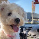 Larry la langosta - @larry.barrera01 - Instagram