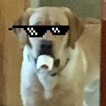 Larry Gianetto - @larry_baylors_mascot - Instagram