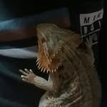 larry - @larry_bearded_dragon - Instagram