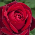 Larry Benfield - @larryb75_tor - Instagram