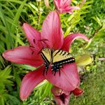 Larry Berkowitz - @larry.berkowitz.33 - Instagram