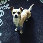 larry Betts - @i_love_dogs2267 - Instagram