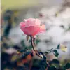Holly Larry Blais - @user2822967161134 - TikTok