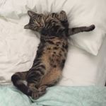 Larry Blomberg - @_larrythecat - Instagram