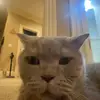 beyoncé - @larryblumen - TikTok