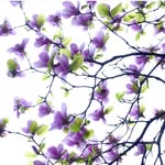Larry Blumenthal - @larryblumenthal - Instagram