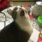 Larry Bob - @larry_ilgatto_bob - Instagram