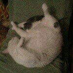 Larry Bob - @cat.named.larry - Instagram