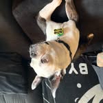 Larry Bones the Boston Terrier - @this.is.larrys.world - Instagram